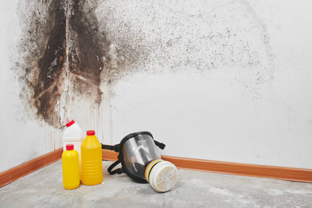 Trusted Mccamey, TX Mold Removal Experts